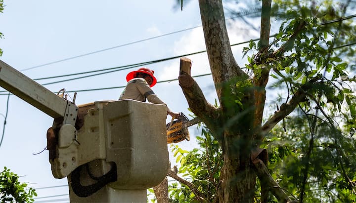 anchorage tree removal