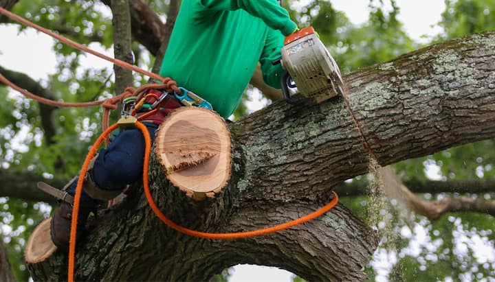 anchorage tree removal