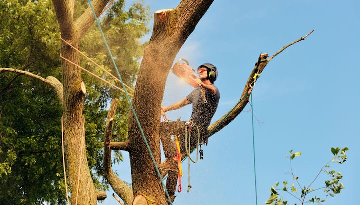 anchorage tree removal