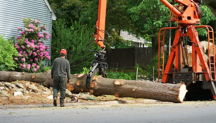 tree service anchorage