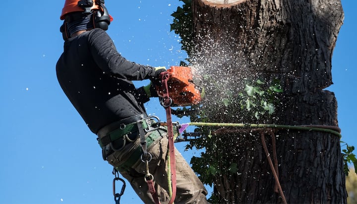 tree service anchorage